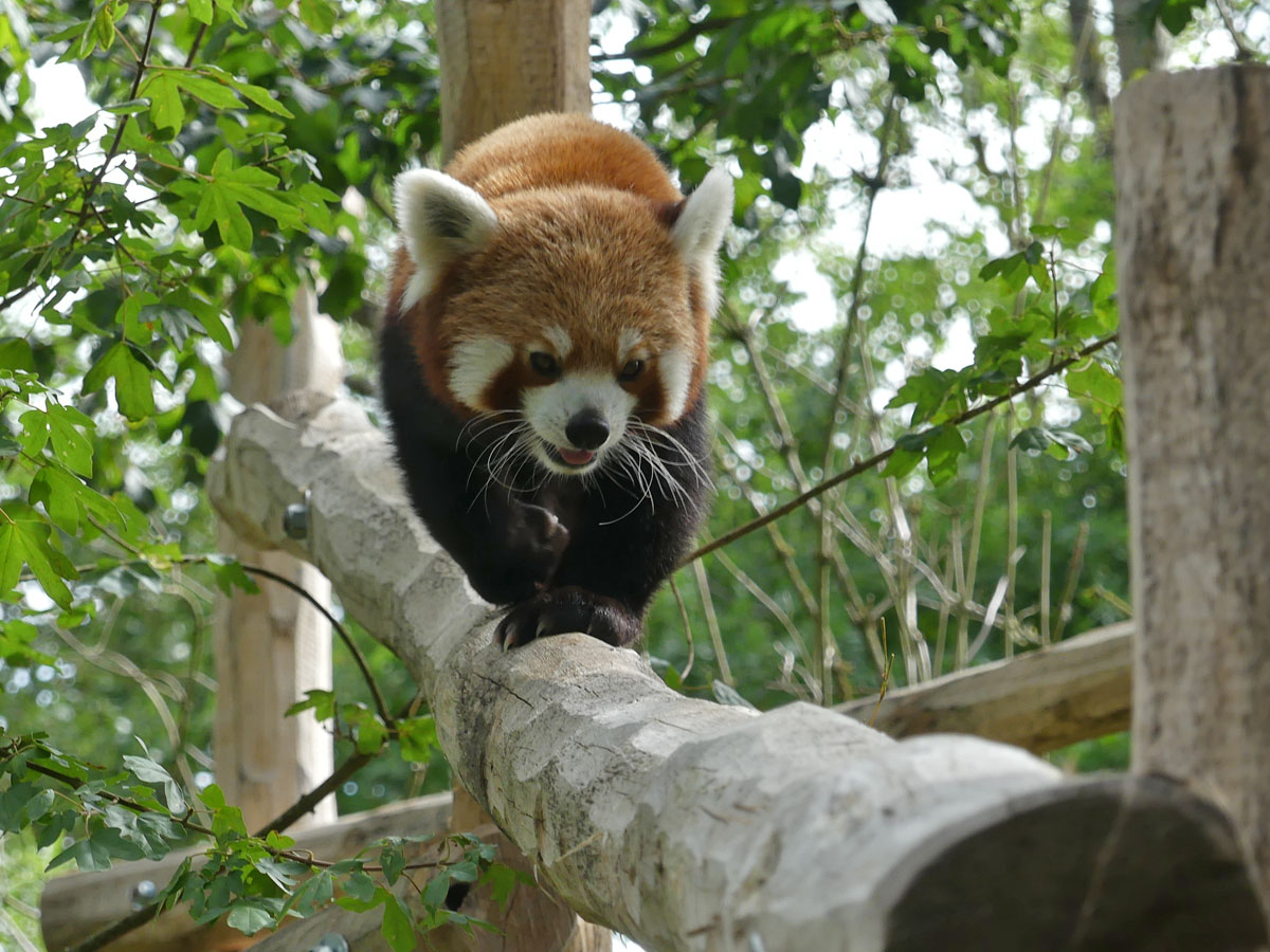 Red Pandas at The Natur Zoo in Mervent
