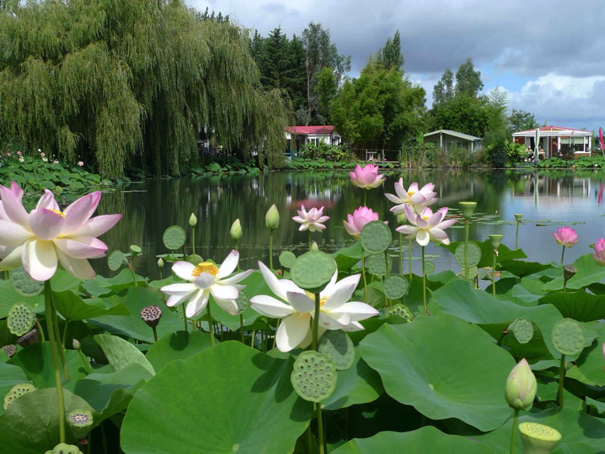 The Lotus Lake at The Parc Floral in St Cyr en Talmondais