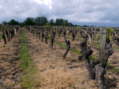 The Vineyards of the Vendee