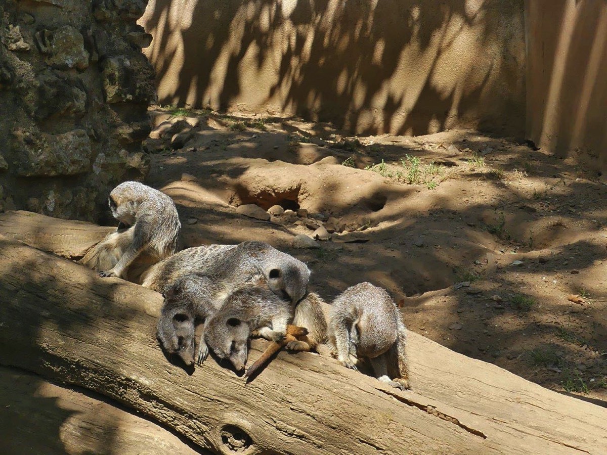 Meerkats at the Natur