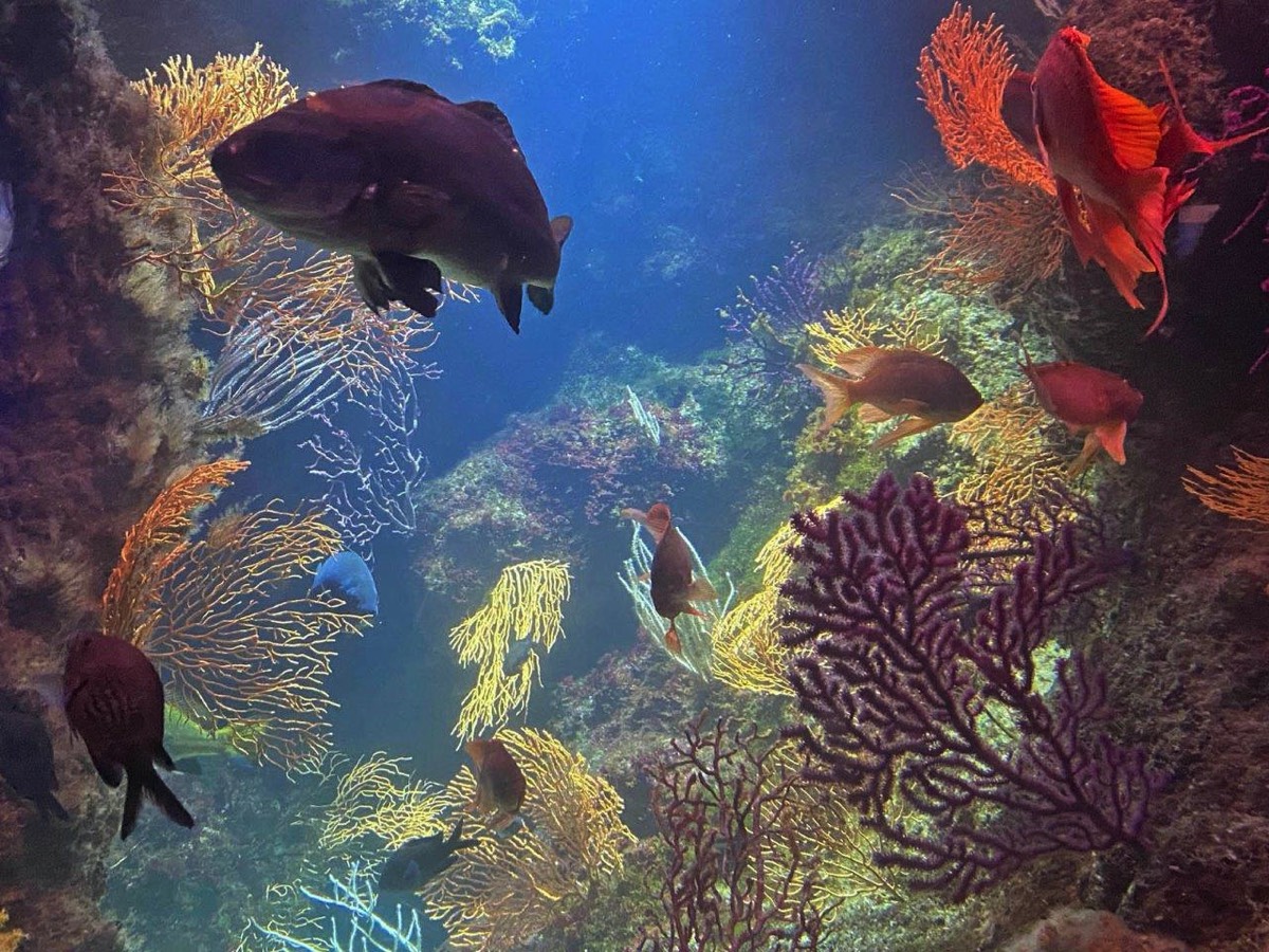 The Aquarium at La Rochelle
