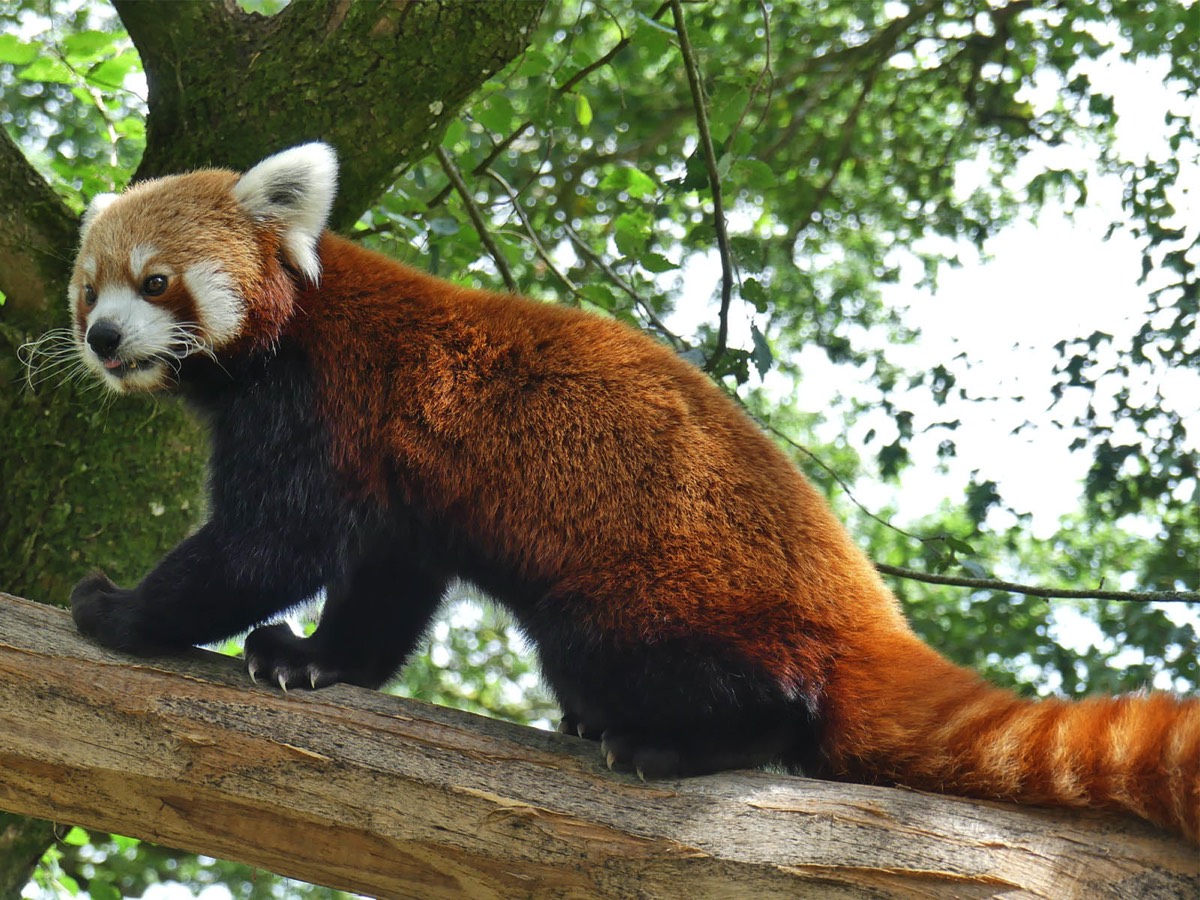 Red Pandas at the Natur