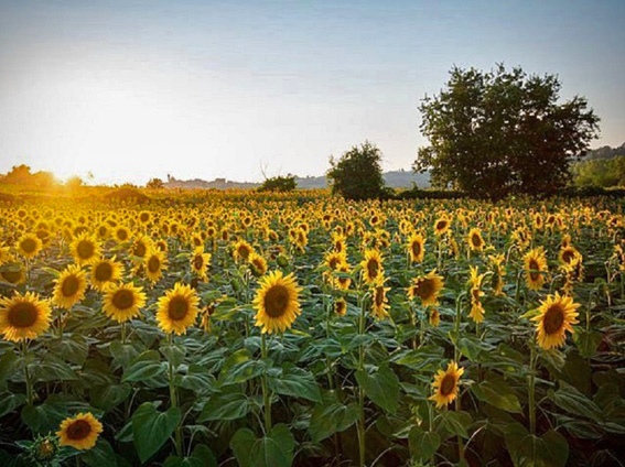 Sunflower Fields near Gite de la Fleur de Pommier