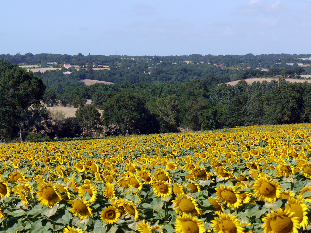 Fields of Sunflowers near to Les Ammonites Holiday Home