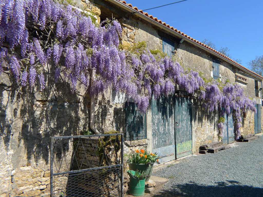 Wisteria covered barn at Le Gite Tranquille