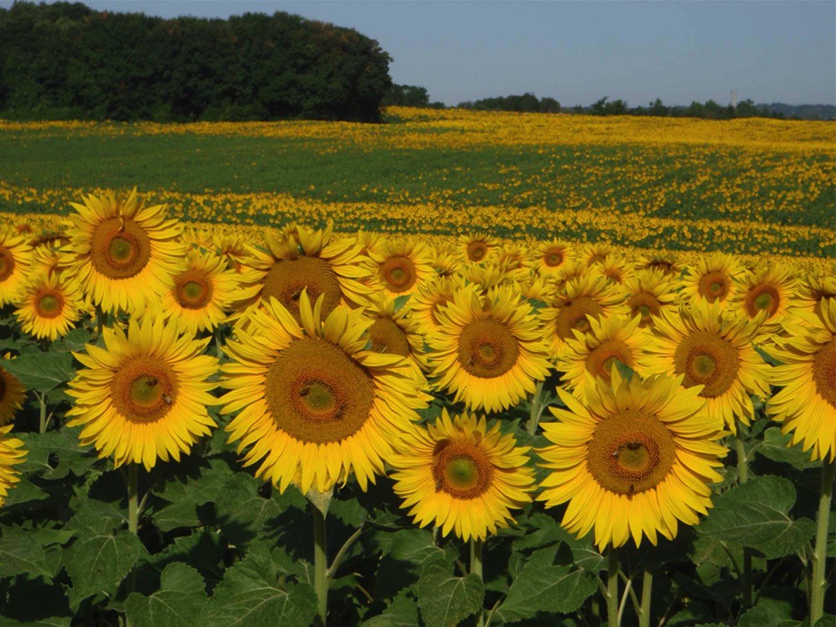 Fields of sunflowers in the Vendee