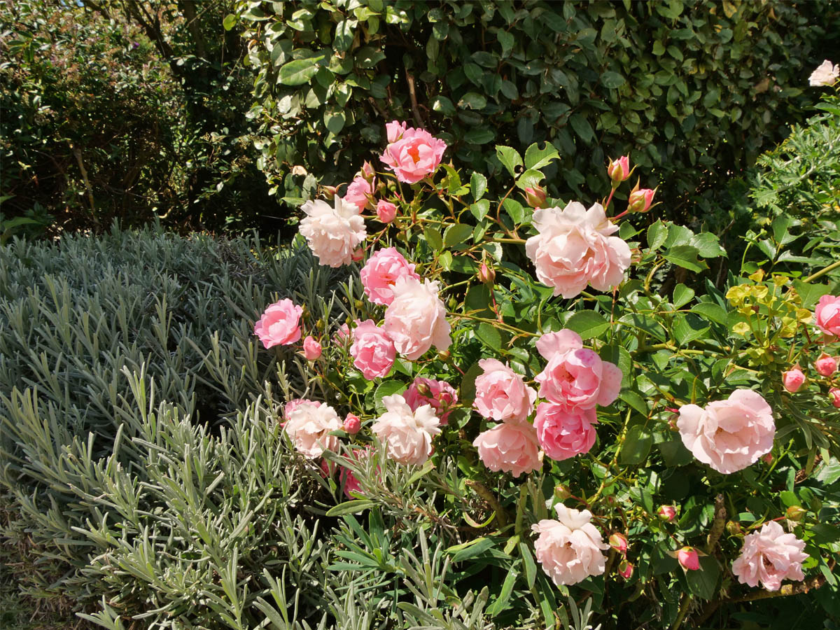 Roses in the Garden at Le Petit Michelais Gite