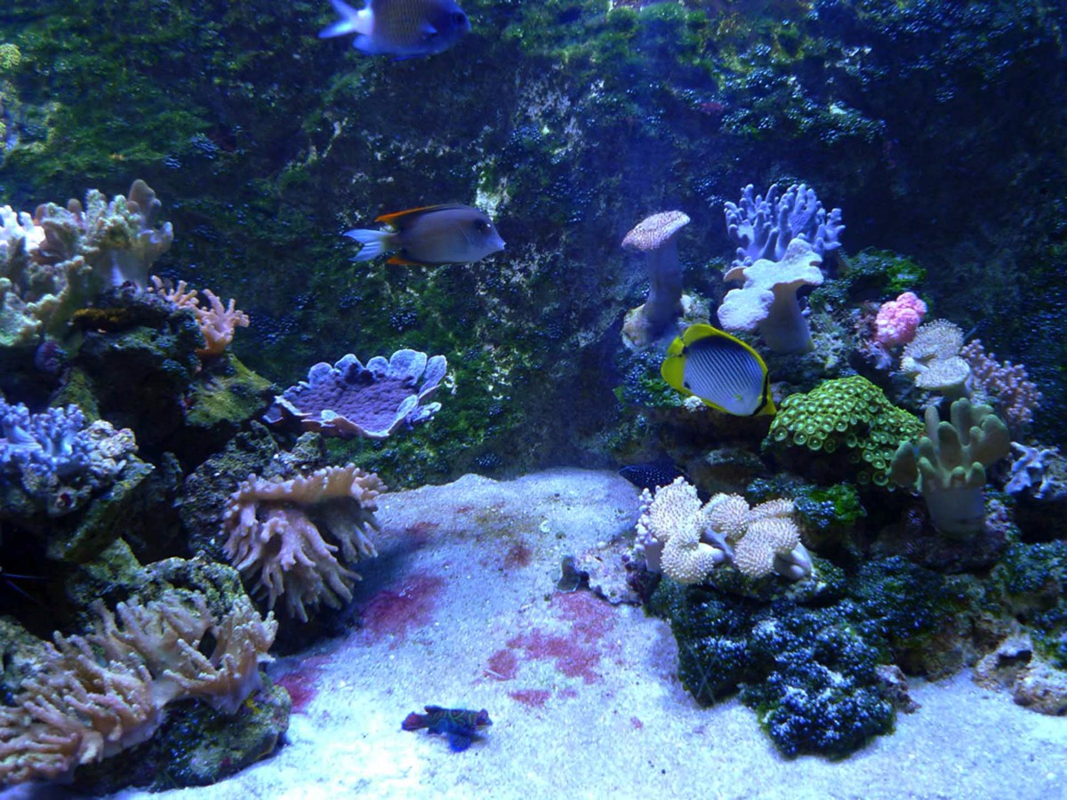 The Aquarium at Talmont St Hilaire