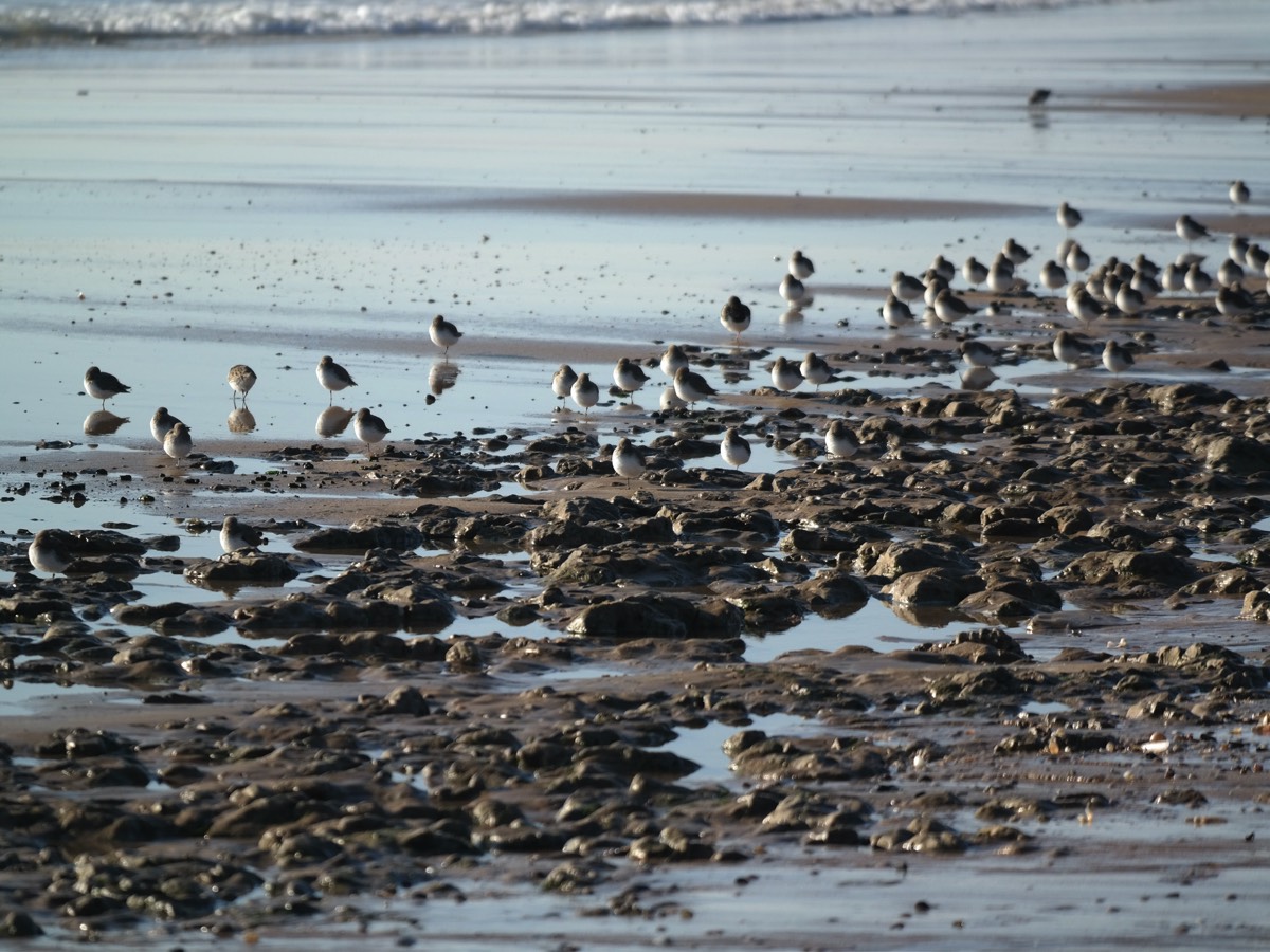 Wading Birds on the Beach at Le Phare