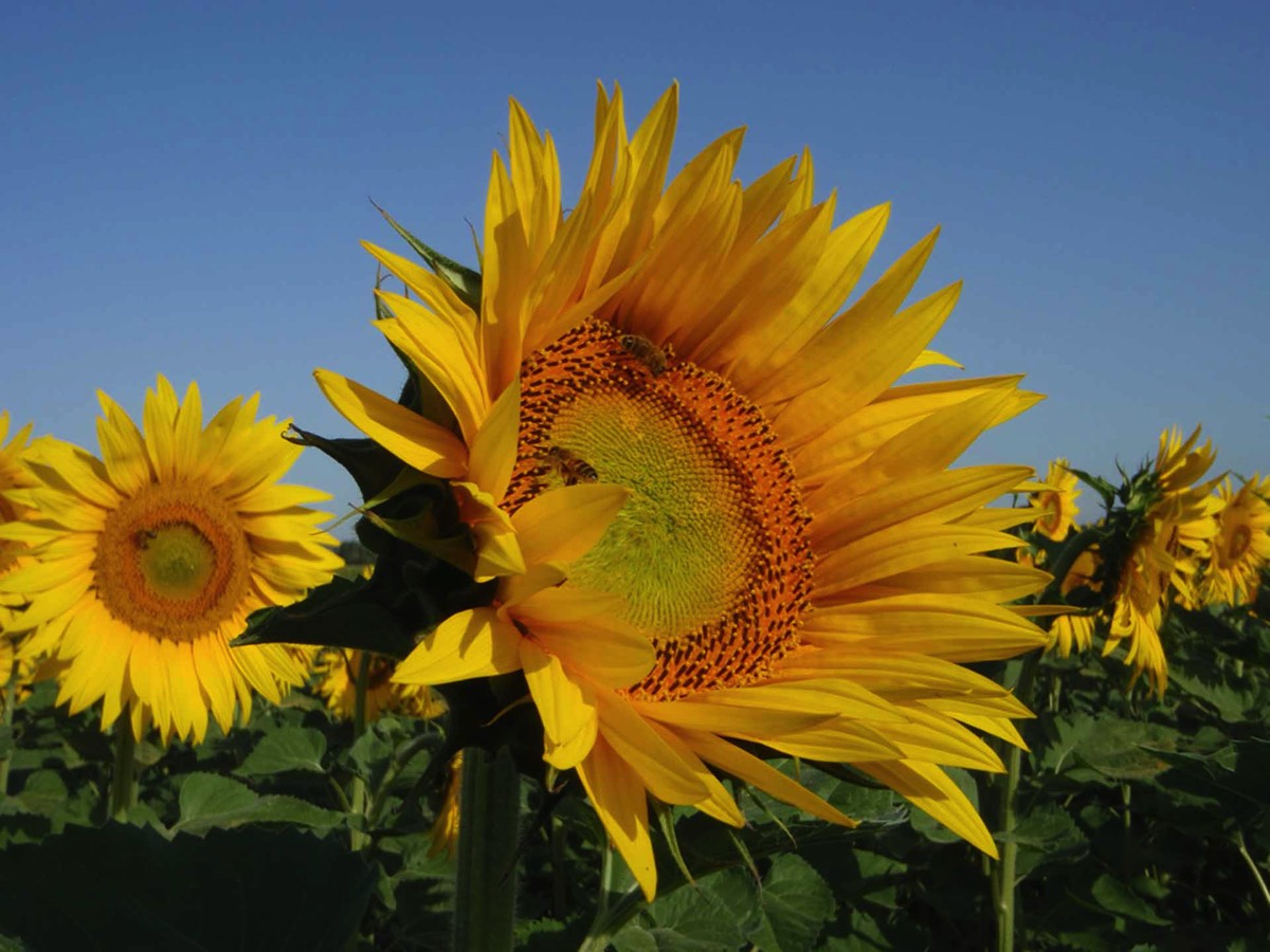 Sunflowers in the Vendee