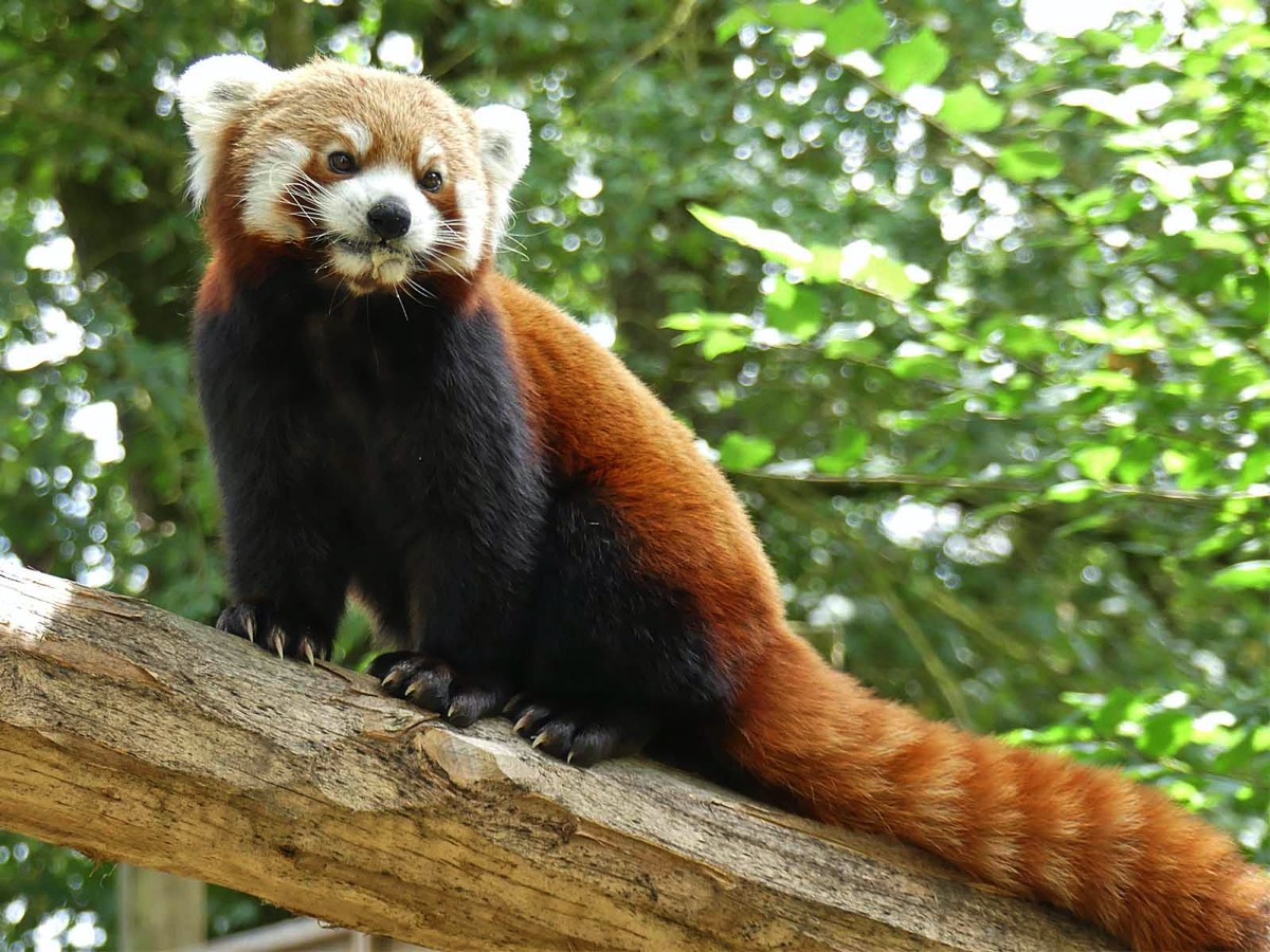 Red Panda at the Natur