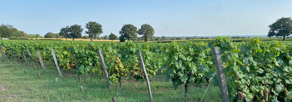 Wine Routes in the Vendee