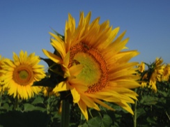 Sunflowers in the Vendee